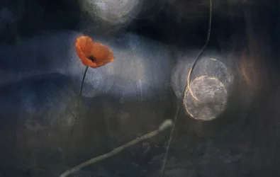 Etereo fiore di papavero