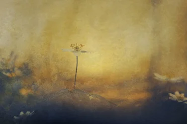 Fiore del sogno dorato