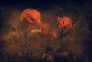 Papaveri rossi malinconici