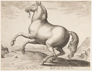 Un cavallo francese, dal primo set di "Equile Joannis Austriaci"