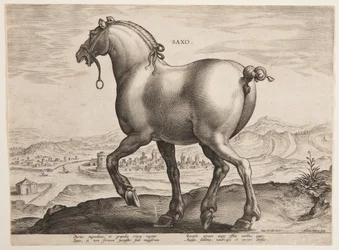 Un cavallo sassone, dal primo set di "Equile Joannis Austriaci"