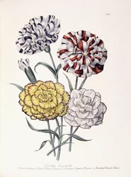 Varietà di Garofani