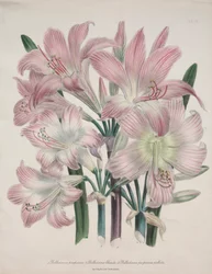 Giglio Belladonna: Amaryllis belladonna