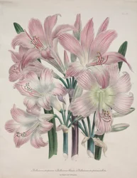 Giglio Belladonna: Amaryllis belladonna