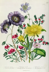 Calandrinia, tavola 18 da 