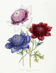 Varietà doppie coltivate di Anemone coronaria