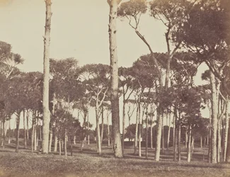 Stone Pine Grove, Villa Pamfili Doria, Rome