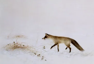 Volpe nella neve