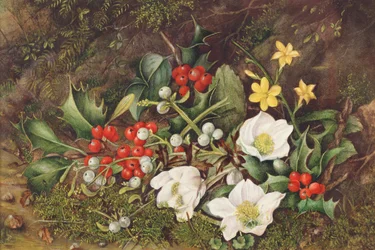 Agrifoglio e rose di Natale