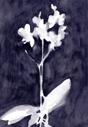 Impressione di orchidea in grigio blu scuro, 2019 circa (acquerello su carta)