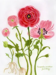 Vivace illustrazione di ranuncoli