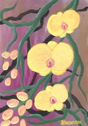 Vivaci orchidee gialle