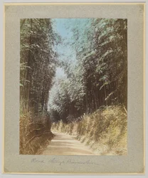 Strada attraverso un boschetto di bambù, Giappone