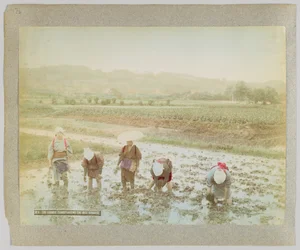 Trapianto di piantine di riso, Giappone