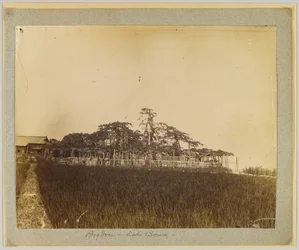Alberi sulla riva del lago Biwa, vicino a Kyoto, Giappone