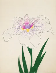 Akashi-no.-Ul, n.10, 1898
