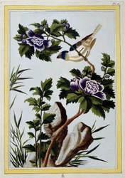 Uccello - stampa giapponese