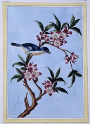 Uccello - stampa giapponese