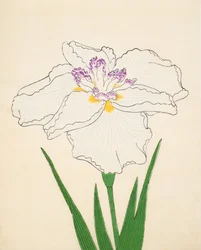 Cho-Hiyen, No. 91, 1890