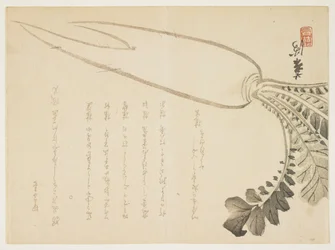Ravanello Daikon, gennaio 1864