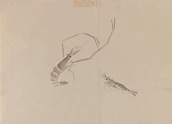 Disegno di due gamberi