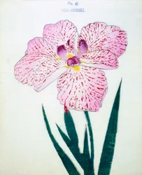 Ezo-Nishiki, n.41, 1898