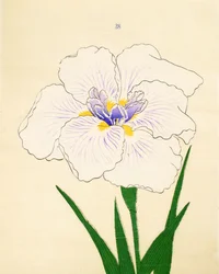 Manu-Zuru, n. 28, 1890