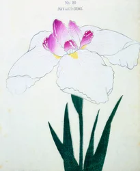 Miyako-Dore, n.50, 1898