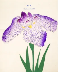 Nanakomachi, n.21, 1898