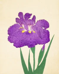 Nyo-Nishiki, n.11, 1898