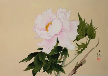 Peonia, pub. 1950