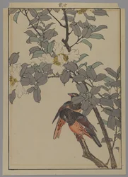 Due uccelli con fiori bianchi, periodo Meiji, 1892