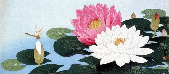 Ninfee e libellula - stampa giapponese