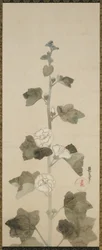 Agrifogli bianchi, periodo Edo