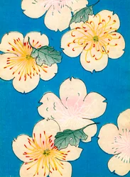 Stampa a colori di fiori di corniolo
