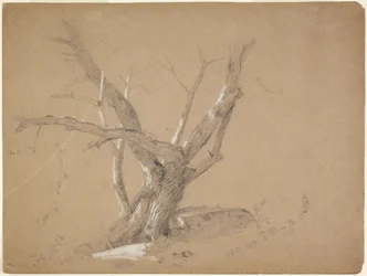 Studio di un albero