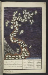 Diagramma genealogico sotto forma di albero dei sovrani di Giava, da Adamo a Pakuwana IV (di Surakarta) e Mataram IV (Hamengkubuwana IV di Yogykarta), in un manoscritto giavanese, Papakem Pawukon