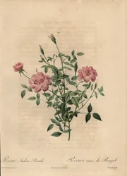 Rosa cinese in miniatura rosa, Rosa chinensis