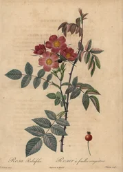 Rosa glauca