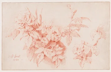 Le rose