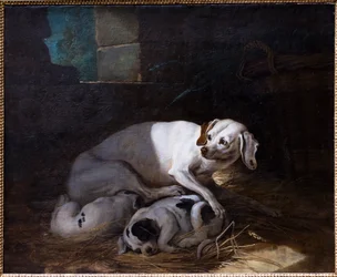 Cane che allatta i suoi piccoli
