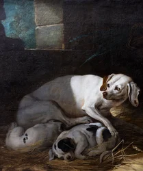 Cane che allatta i suoi piccoli