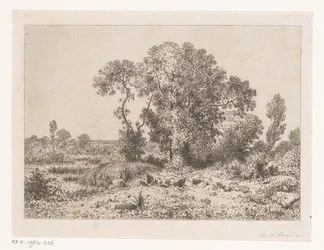 Gruppo di alberi presso una palude