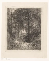 Paesaggio boschivo