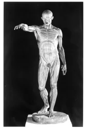 Corpo scuoiato