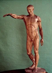 Anatomia umana. Ecorché di Jean Antoine Houdon (1741-1828)