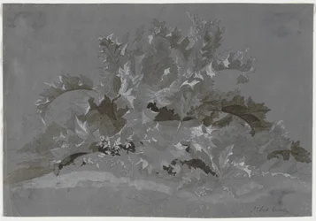 Studio di Erbacce