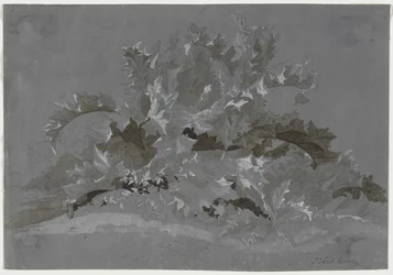 Studio di erbacce, 1800-1850
