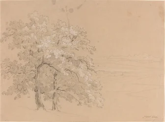 Alberi illuminati dal sole davanti a un paesaggio panoramico