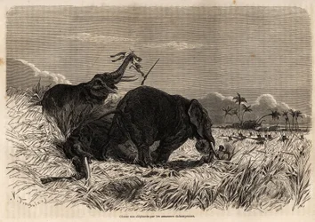 La caccia agli elefanti da parte delle Amazzoni del Dahomey